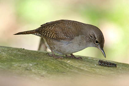 House Wren Photo @ Kiwifoto.com