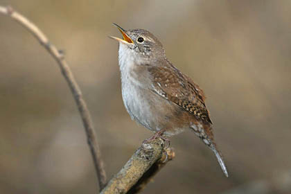 House Wren Image @ Kiwifoto.com