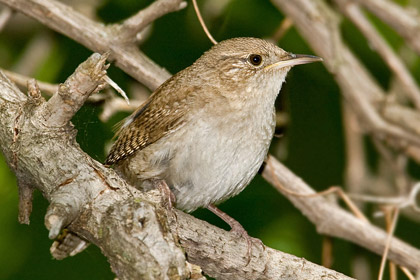 House Wren Photo @ Kiwifoto.com