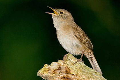 House Wren Image @ Kiwifoto.com