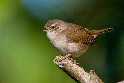 House Wren Picture @ Kiwifoto.com