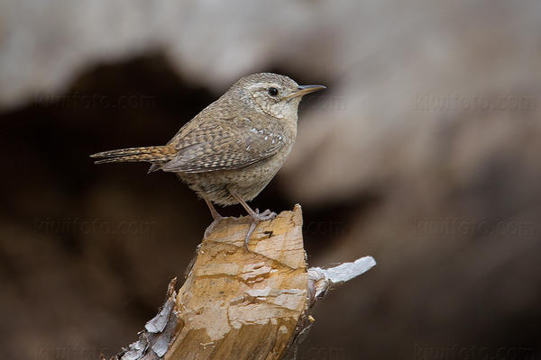 House Wren (Brown-throated Wren)