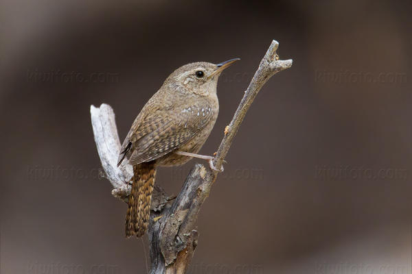 House Wren (Brown-throated Wren)