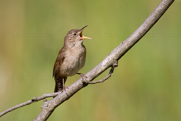 House Wren Image @ Kiwifoto.com