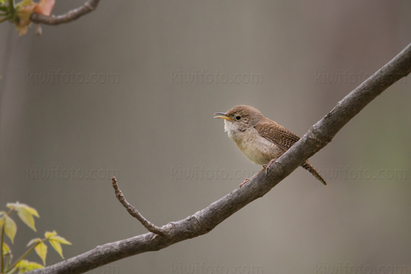 House Wren Picture @ Kiwifoto.com