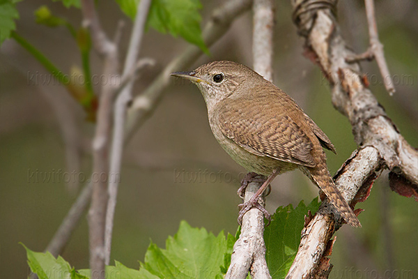 House Wren Image @ Kiwifoto.com