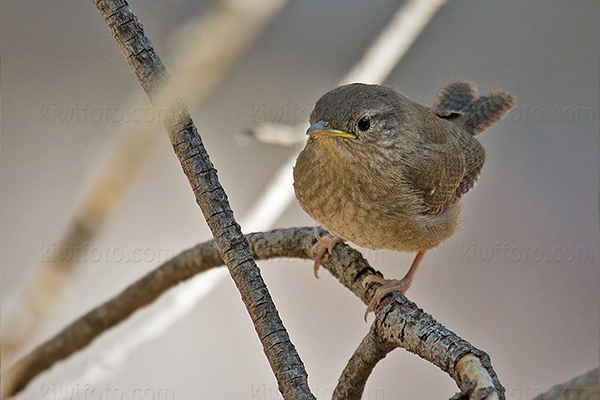 House Wren (juvenile)