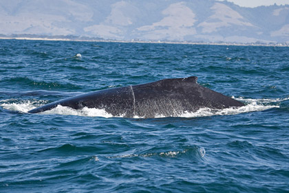 Humpback Whale Photo @ Kiwifoto.com