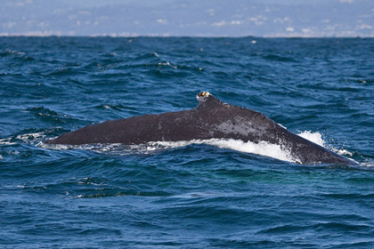 Humpback Whale Photo @ Kiwifoto.com