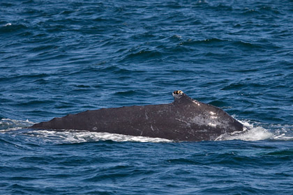 Humpback Whale Picture @ Kiwifoto.com