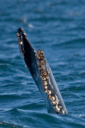 Humpback Whale Picture @ Kiwifoto.com