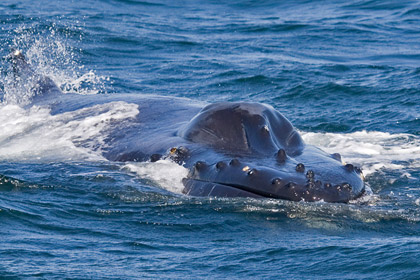 Humpback Whale Picture @ Kiwifoto.com