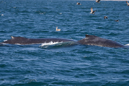 Humpback Whale Image @ Kiwifoto.com