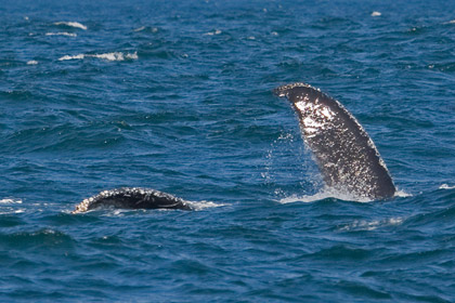 Humpback Whale Picture @ Kiwifoto.com
