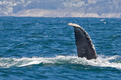 Humpback Whale Picture @ Kiwifoto.com