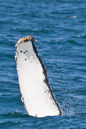 Humpback Whale Image @ Kiwifoto.com