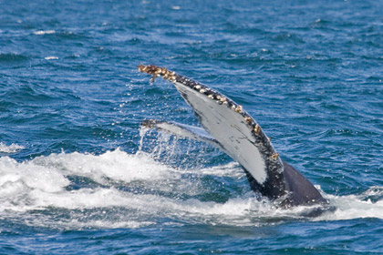 Humpback Whale Picture @ Kiwifoto.com