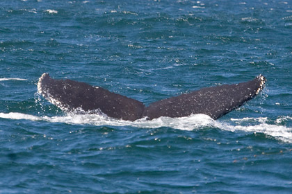 Humpback Whale Image @ Kiwifoto.com