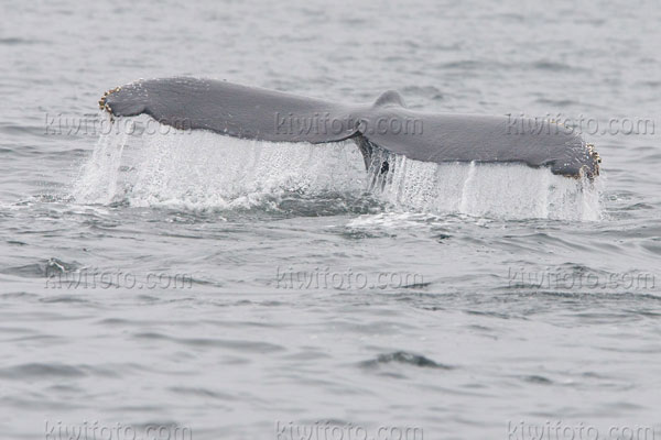 Humpback Whale Picture @ Kiwifoto.com