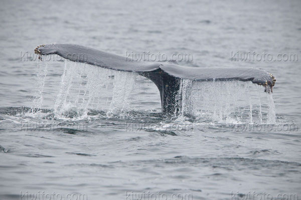 Humpback Whale Image @ Kiwifoto.com