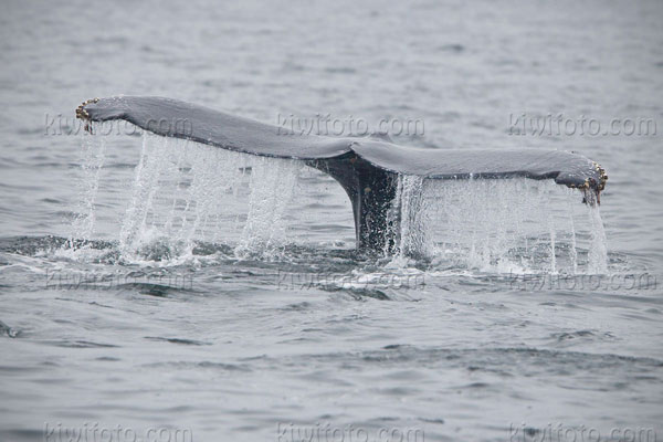 Humpback Whale Photo @ Kiwifoto.com