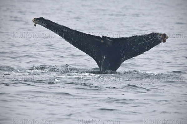 Humpback Whale Image @ Kiwifoto.com