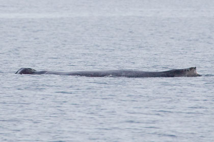 Humpback Whale Photo @ Kiwifoto.com