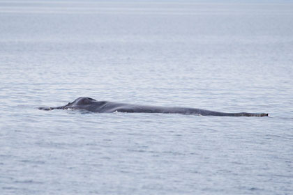 Humpback Whale Image @ Kiwifoto.com