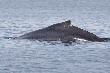 Humpback Whale Photo @ Kiwifoto.com