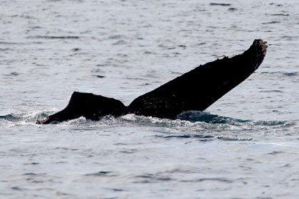 Humpback Whale Photo @ Kiwifoto.com