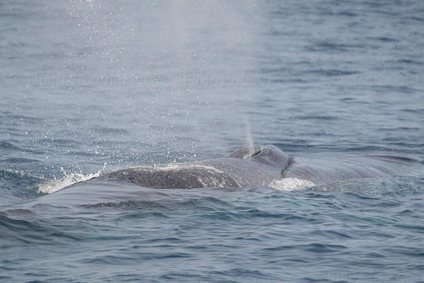 Humpback Whale Image @ Kiwifoto.com