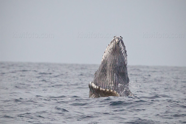 Humpback Whale Picture @ Kiwifoto.com