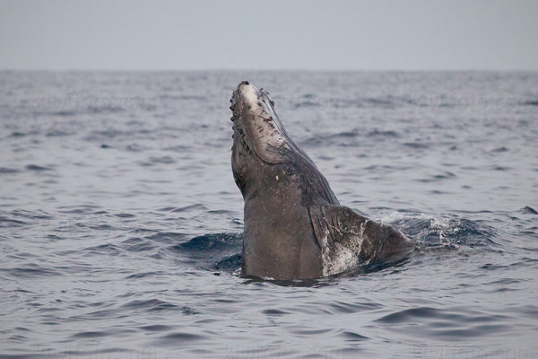Humpback Whale Photo @ Kiwifoto.com