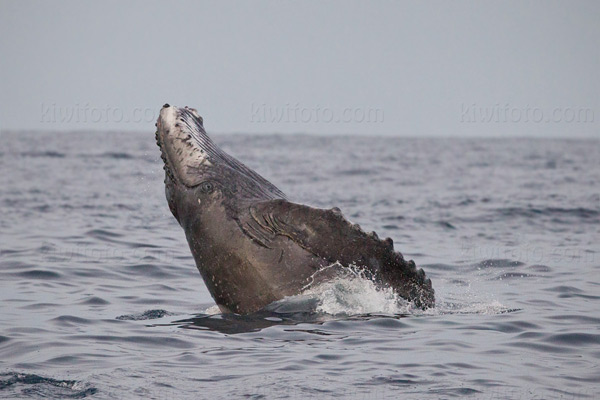 Humpback Whale, Cabo San Lucas, Mexico