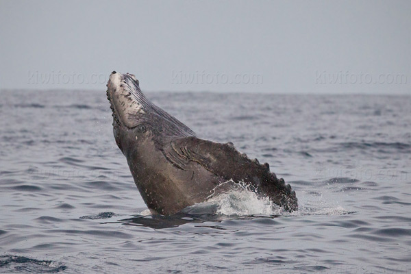 Humpback Whale Picture @ Kiwifoto.com