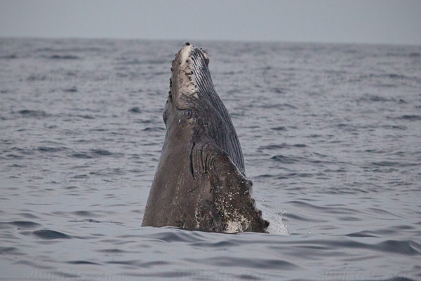 Humpback Whale Picture @ Kiwifoto.com