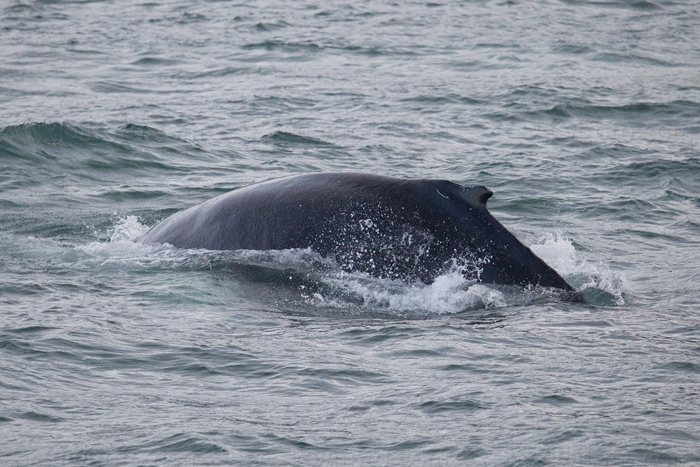 Humpback Whale Image @ Kiwifoto.com