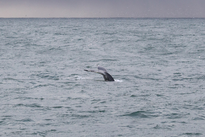 Humpback Whale Photo @ Kiwifoto.com