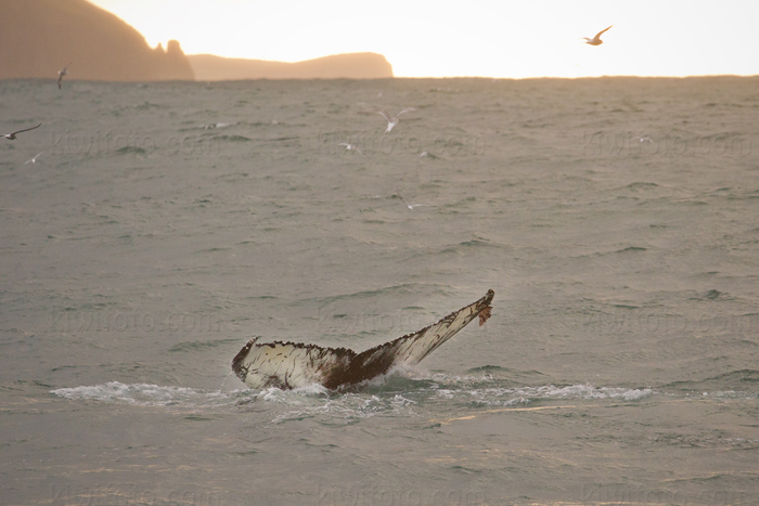 Humpback Whale Image @ Kiwifoto.com