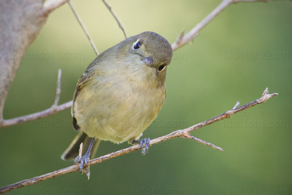 Hutton's Vireo Photo @ Kiwifoto.com