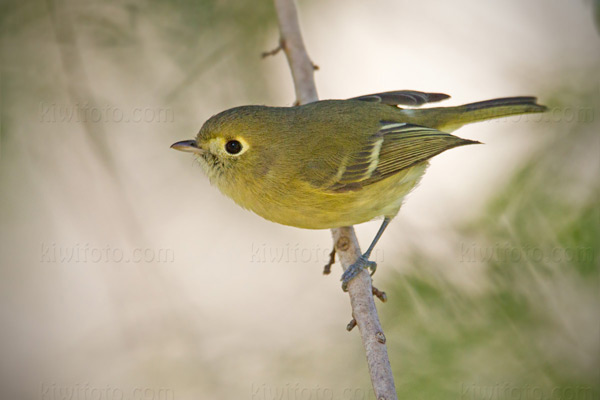 Hutton's Vireo Image @ Kiwifoto.com