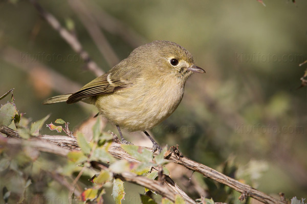 Hutton's Vireo Photo @ Kiwifoto.com