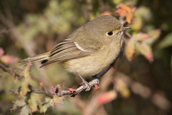 Hutton's Vireo Image @ Kiwifoto.com