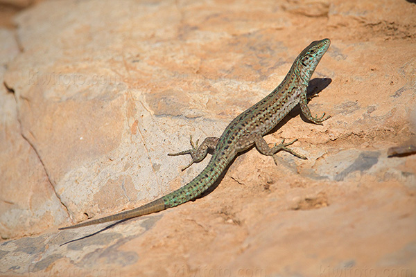 Ibiza Wall Lizard Photo @ Kiwifoto.com