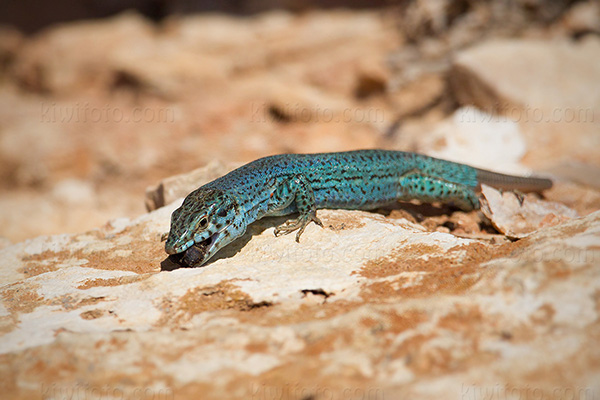 Ibiza Wall Lizard Photo @ Kiwifoto.com