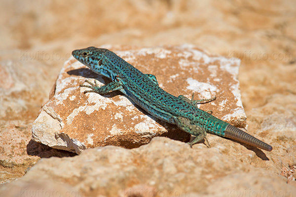 Ibiza Wall Lizard Image @ Kiwifoto.com