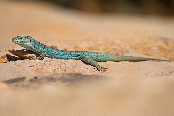 Ibiza Wall Lizard Image @ Kiwifoto.com