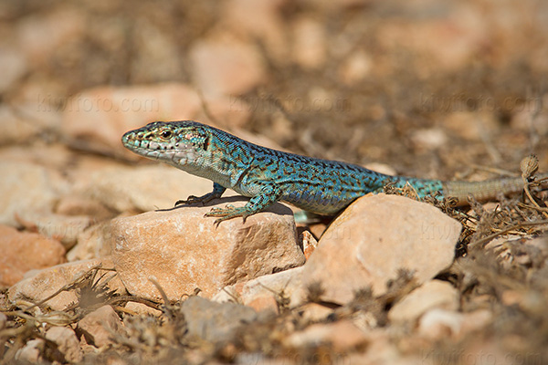 Ibiza Wall Lizard Photo @ Kiwifoto.com