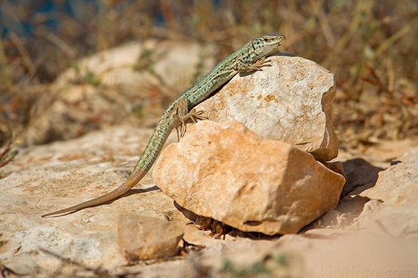 Ibiza Wall Lizard Photo @ Kiwifoto.com