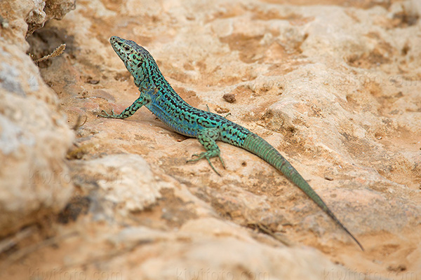 Ibiza Wall Lizard Photo @ Kiwifoto.com